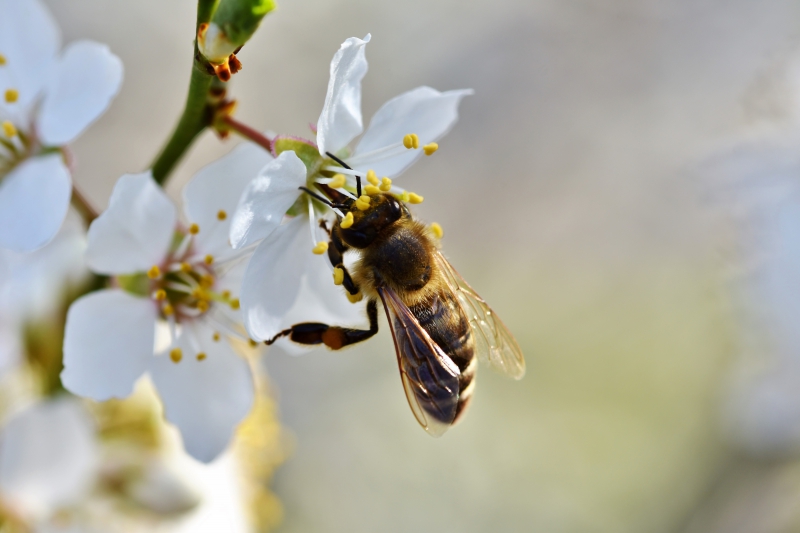 jardinerie-HYERES-min_bee-4092986